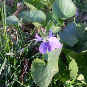 plante médicinale - violette